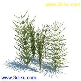 翼蓟,小麦,黑麦草,欧洲滨草,羊茅,装饰草,白茅,蒲苇,问荆草,草模型,植物模型合集的图片1