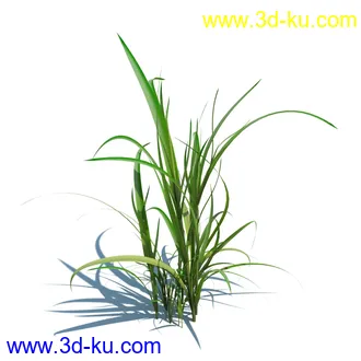 翼蓟,小麦,黑麦草,欧洲滨草,羊茅,装饰草,白茅,蒲苇,问荆草,草模型,植物模型合集的图片2