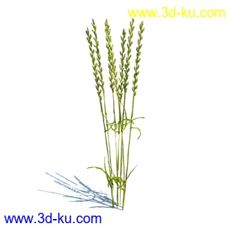 翼蓟,小麦,黑麦草,欧洲滨草,羊茅,装饰草,白茅,蒲苇,问荆草,草模型,植物模型合集的图片3