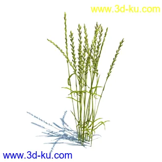 翼蓟,小麦,黑麦草,欧洲滨草,羊茅,装饰草,白茅,蒲苇,问荆草,草模型,植物模型合集的图片4