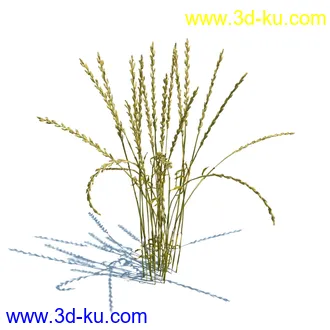 翼蓟,小麦,黑麦草,欧洲滨草,羊茅,装饰草,白茅,蒲苇,问荆草,草模型,植物模型合集的图片5