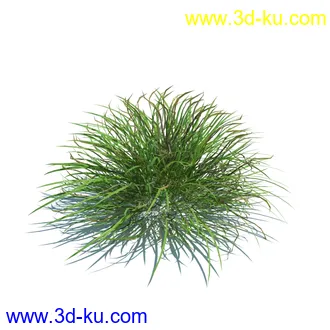 翼蓟,小麦,黑麦草,欧洲滨草,羊茅,装饰草,白茅,蒲苇,问荆草,草模型,植物模型合集的图片6