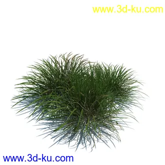 翼蓟,小麦,黑麦草,欧洲滨草,羊茅,装饰草,白茅,蒲苇,问荆草,草模型,植物模型合集的图片7