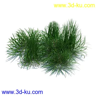 翼蓟,小麦,黑麦草,欧洲滨草,羊茅,装饰草,白茅,蒲苇,问荆草,草模型,植物模型合集的图片8