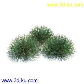 翼蓟,小麦,黑麦草,欧洲滨草,羊茅,装饰草,白茅,蒲苇,问荆草,草模型,植物模型合集的图片9