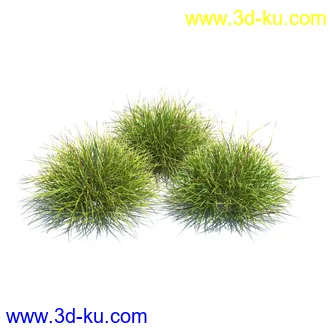 翼蓟,小麦,黑麦草,欧洲滨草,羊茅,装饰草,白茅,蒲苇,问荆草,草模型,植物模型合集的图片10