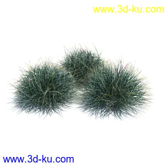 翼蓟,小麦,黑麦草,欧洲滨草,羊茅,装饰草,白茅,蒲苇,问荆草,草模型,植物模型合集的图片11