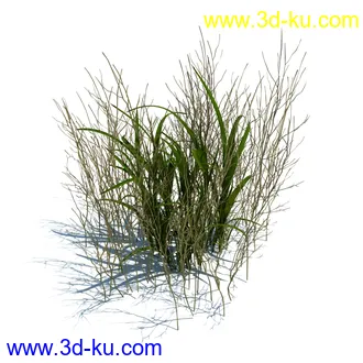 翼蓟,小麦,黑麦草,欧洲滨草,羊茅,装饰草,白茅,蒲苇,问荆草,草模型,植物模型合集的图片13