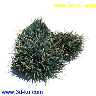 翼蓟,小麦,黑麦草,欧洲滨草,羊茅,装饰草,白茅,蒲苇,问荆草,草模型,植物模型合集的图片14