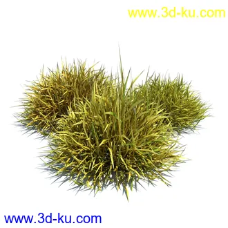 翼蓟,小麦,黑麦草,欧洲滨草,羊茅,装饰草,白茅,蒲苇,问荆草,草模型,植物模型合集的图片15