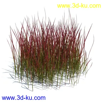 翼蓟,小麦,黑麦草,欧洲滨草,羊茅,装饰草,白茅,蒲苇,问荆草,草模型,植物模型合集的图片18