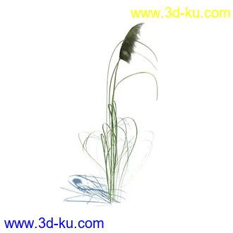 翼蓟,小麦,黑麦草,欧洲滨草,羊茅,装饰草,白茅,蒲苇,问荆草,草模型,植物模型合集的图片19