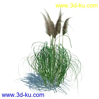 翼蓟,小麦,黑麦草,欧洲滨草,羊茅,装饰草,白茅,蒲苇,问荆草,草模型,植物模型合集的图片