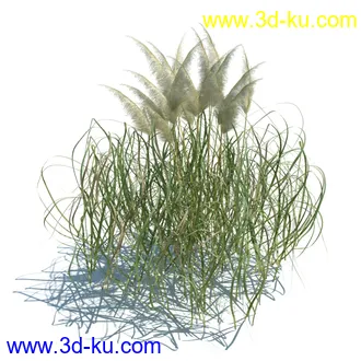 翼蓟,小麦,黑麦草,欧洲滨草,羊茅,装饰草,白茅,蒲苇,问荆草,草模型,植物模型合集的图片21