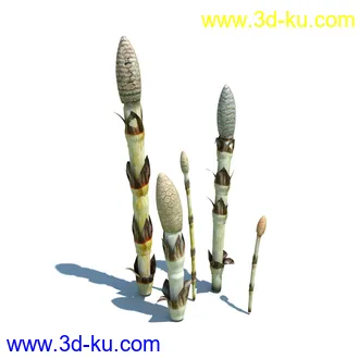 翼蓟,小麦,黑麦草,欧洲滨草,羊茅,装饰草,白茅,蒲苇,问荆草,草模型,植物模型合集的图片22