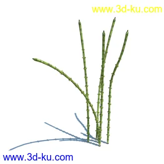 翼蓟,小麦,黑麦草,欧洲滨草,羊茅,装饰草,白茅,蒲苇,问荆草,草模型,植物模型合集的图片23