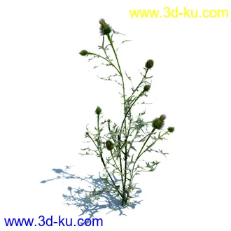 翼蓟,小麦,黑麦草,欧洲滨草,羊茅,装饰草,白茅,蒲苇,问荆草,草模型,植物模型合集的图片25