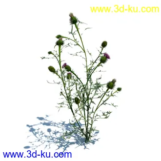 翼蓟,小麦,黑麦草,欧洲滨草,羊茅,装饰草,白茅,蒲苇,问荆草,草模型,植物模型合集的图片26