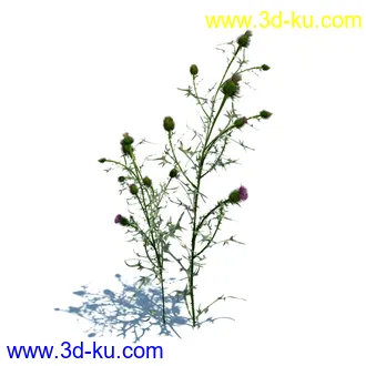 翼蓟,小麦,黑麦草,欧洲滨草,羊茅,装饰草,白茅,蒲苇,问荆草,草模型,植物模型合集的图片27