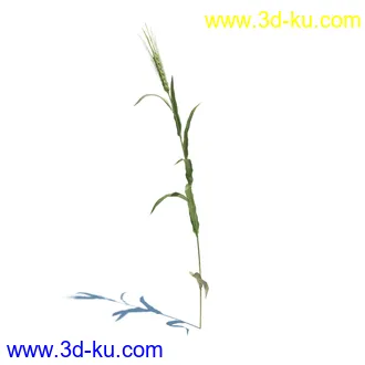 翼蓟,小麦,黑麦草,欧洲滨草,羊茅,装饰草,白茅,蒲苇,问荆草,草模型,植物模型合集的图片28