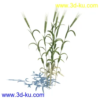 翼蓟,小麦,黑麦草,欧洲滨草,羊茅,装饰草,白茅,蒲苇,问荆草,草模型,植物模型合集的图片29