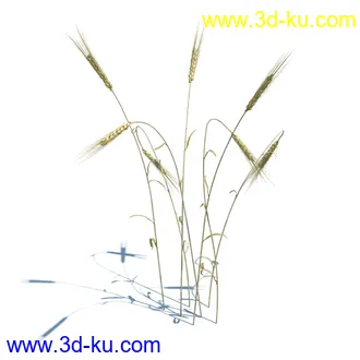 翼蓟,小麦,黑麦草,欧洲滨草,羊茅,装饰草,白茅,蒲苇,问荆草,草模型,植物模型合集的图片30