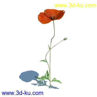 虞美人,长药八宝,草丛,三棱草,欧洲油菜,羽扇豆,大翅蓟,大石头模型,草,植物模型合集的图片2