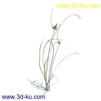 虞美人,长药八宝,草丛,三棱草,欧洲油菜,羽扇豆,大翅蓟,大石头模型,草,植物模型合集的图片