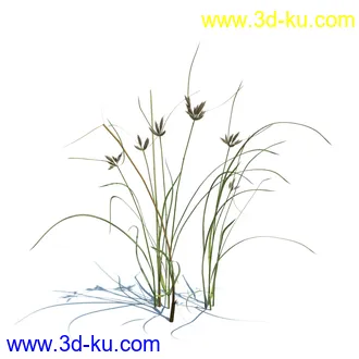 虞美人,长药八宝,草丛,三棱草,欧洲油菜,羽扇豆,大翅蓟,大石头模型,草,植物模型合集的图片