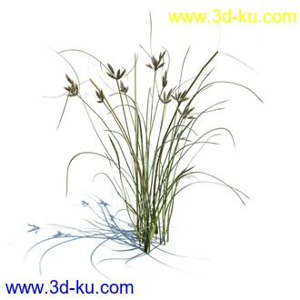 虞美人,长药八宝,草丛,三棱草,欧洲油菜,羽扇豆,大翅蓟,大石头模型,草,植物模型合集的图片