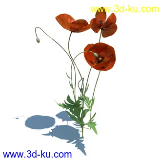 虞美人,长药八宝,草丛,三棱草,欧洲油菜,羽扇豆,大翅蓟,大石头模型,草,植物模型合集的图片