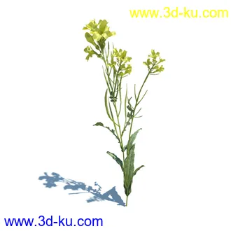 虞美人,长药八宝,草丛,三棱草,欧洲油菜,羽扇豆,大翅蓟,大石头模型,草,植物模型合集的图片