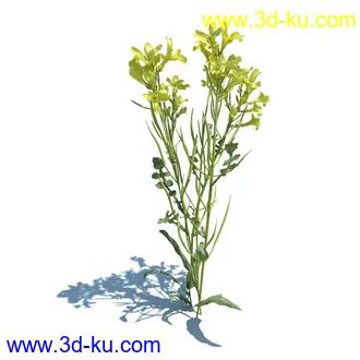 虞美人,长药八宝,草丛,三棱草,欧洲油菜,羽扇豆,大翅蓟,大石头模型,草,植物模型合集的图片