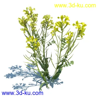 虞美人,长药八宝,草丛,三棱草,欧洲油菜,羽扇豆,大翅蓟,大石头模型,草,植物模型合集的图片28