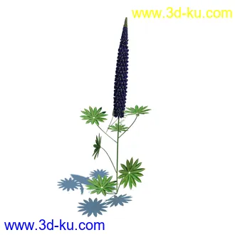 虞美人,长药八宝,草丛,三棱草,欧洲油菜,羽扇豆,大翅蓟,大石头模型,草,植物模型合集的图片