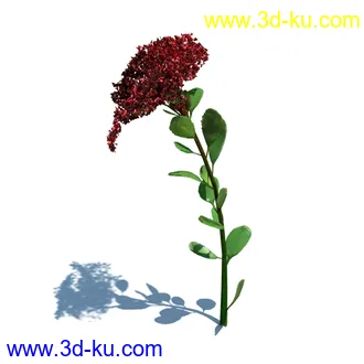 虞美人,长药八宝,草丛,三棱草,欧洲油菜,羽扇豆,大翅蓟,大石头模型,草,植物模型合集的图片