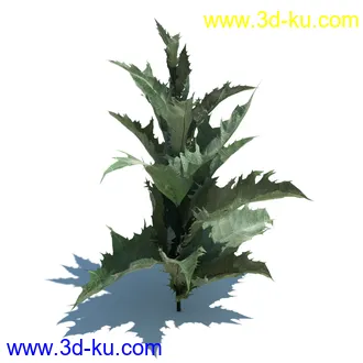 虞美人,长药八宝,草丛,三棱草,欧洲油菜,羽扇豆,大翅蓟,大石头模型,草,植物模型合集的图片41