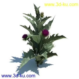 虞美人,长药八宝,草丛,三棱草,欧洲油菜,羽扇豆,大翅蓟,大石头模型,草,植物模型合集的图片42