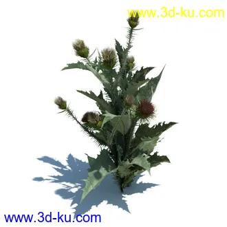 虞美人,长药八宝,草丛,三棱草,欧洲油菜,羽扇豆,大翅蓟,大石头模型,草,植物模型合集的图片43