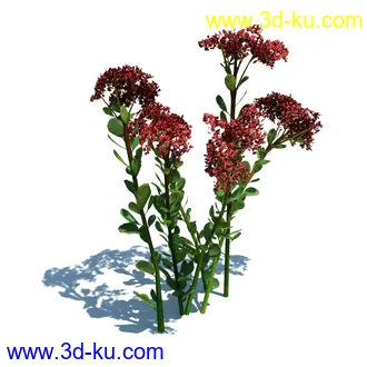 虞美人,长药八宝,草丛,三棱草,欧洲油菜,羽扇豆,大翅蓟,大石头模型,草,植物模型合集的图片46