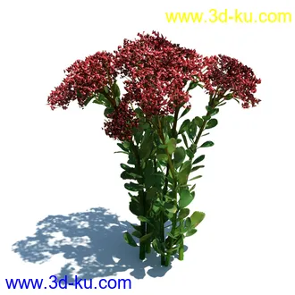 虞美人,长药八宝,草丛,三棱草,欧洲油菜,羽扇豆,大翅蓟,大石头模型,草,植物模型合集的图片49