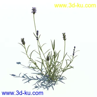 小草,杂草,草丛,薰衣草,臭草,田旋花,针茅,禾本科,看麦娘,俯垂臭草,草,植物模型合集的图片12