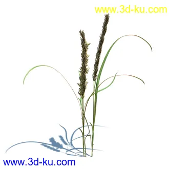 小草,杂草,草丛,薰衣草,臭草,田旋花,针茅,禾本科,看麦娘,俯垂臭草,草,植物模型合集的图片15