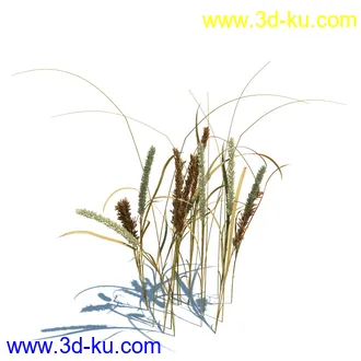 小草,杂草,草丛,薰衣草,臭草,田旋花,针茅,禾本科,看麦娘,俯垂臭草,草,植物模型合集的图片16