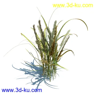 小草,杂草,草丛,薰衣草,臭草,田旋花,针茅,禾本科,看麦娘,俯垂臭草,草,植物模型合集的图片17