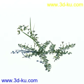 小草,杂草,草丛,薰衣草,臭草,田旋花,针茅,禾本科,看麦娘,俯垂臭草,草,植物模型合集的图片18