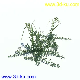 小草,杂草,草丛,薰衣草,臭草,田旋花,针茅,禾本科,看麦娘,俯垂臭草,草,植物模型合集的图片19