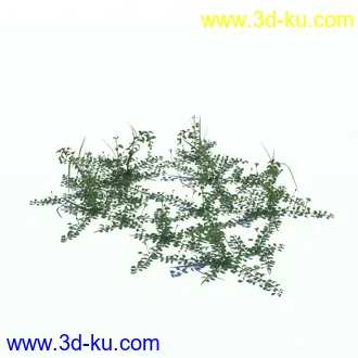 小草,杂草,草丛,薰衣草,臭草,田旋花,针茅,禾本科,看麦娘,俯垂臭草,草,植物模型合集的图片20