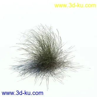 小草,杂草,草丛,薰衣草,臭草,田旋花,针茅,禾本科,看麦娘,俯垂臭草,草,植物模型合集的图片21