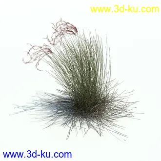 小草,杂草,草丛,薰衣草,臭草,田旋花,针茅,禾本科,看麦娘,俯垂臭草,草,植物模型合集的图片22